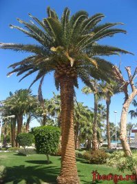 Молоко VS «молоко». Импорт пальмового масла в Россию превысил 1 млн тонн