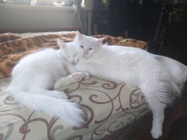 10 фотографий котов, вызывающих улыбку