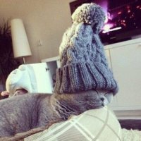 10 фотографий котов, вызывающих улыбку
