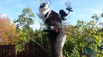 10 фотографий котов, вызывающих улыбку