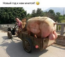 Британец купил мини-пига, но свинка выросла совсем не мини