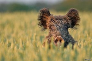 Британец купил мини-пига, но свинка выросла совсем не мини