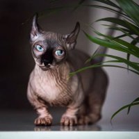 Моя прелесть