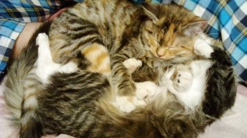 Я в таких случаях полностью кошку мою - хватает или на пару часов или вообще успокаивается. У меня 2 таких "ночных трубохвоста". И кошка не мучается - сидит себе, вылизывается, о жизни думает. Она итак моется каждый день помногу.