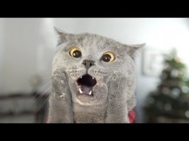 Прикольные и смешные картинки