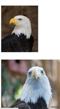 Да и выглядит он не в профиль а в фас прямо скажем не очень представительно.