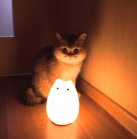 Человечное отношение