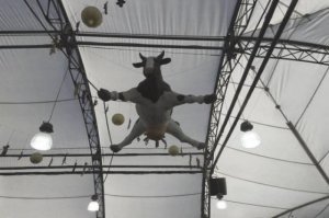 Девушки с хорошей растяжкой