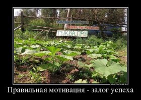 Всё, что вы хотели знать о выращивании кабачков и тыкв на приусадебном участке, но забыли спросить.