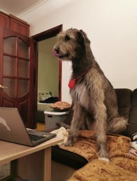 Да ладно, в квартире нельзя… У меня нормально живет, просто гулять с ним надо больше, чем с карманными породами.