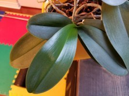 Прошу прощения, цветоносы. Я в терминологии не силен. Вобщем не растет цветонос у него. Я вот фотки только что сделал. На первом весь цветок. Вроди выглядит живенько, листья жесткие, самый большой недавно вылез. Вторая фотка - с корней. Там как раз видно где этот самый цветонос отсох и ничего больше не растет