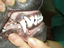 Эээээм.. А, собственно, где Ягдты? )) Это же вообще психи.