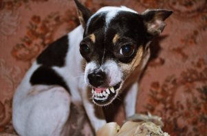 А как же эти звери