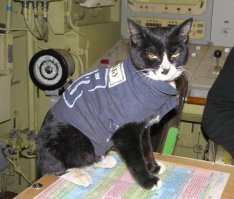 А вот атомный кот с ТК-13.