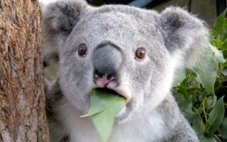 Редкие кадры охоты рыси на белку