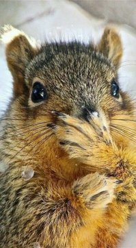 Редкие кадры охоты рыси на белку