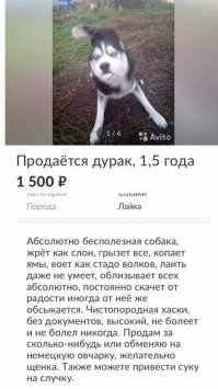 Ребят, так это ж не собаки. Это хаски:)