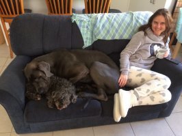 Всем собакам, как и людям, требуется достойное воспитание, уважение и достаточная физическая активность для здоровья. 
Доги - лежебоки. Они легко променяют прогулку в дождливый день на любимый диван. И их довольно легко дрессировать, потому что они очень любят угождать: попроси его дать лапу, скажи, что он молодец, и эту лапу он потом будет сам предлагать при каждом удобном случае. 
Опасные они, потому что огромные и сильные, как танк. Если хозяин не научил слушаться по первому слову, остановить силой даже благороднейшие его порывы почти невозможно (страдают чаще свои же - мой сломал мне два пальца на руке, когда неожиданно подпрыгнул... поймать пролетавшую у него над головой бабочку). Раньше (ещё лет 20 назад) они могли быть довольно злобными. Сейчас злобность и плохой характер выбраковываются стандартом, и порода стала значительно спокойнее и добрее.