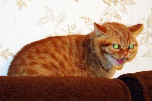Адские котейки!
