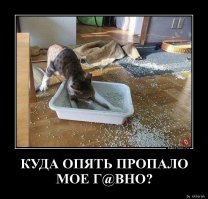 Почему кот перестал ходить в лоток?