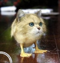 Коты везде: самая мозговыносящая кошачья подборка