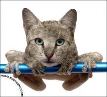Коты везде: самая мозговыносящая кошачья подборка