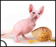 Коты везде: самая мозговыносящая кошачья подборка