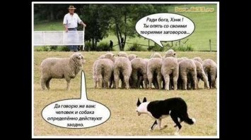 Четвероногий пастух показал упрямым овцам, кто является главным  на ферме