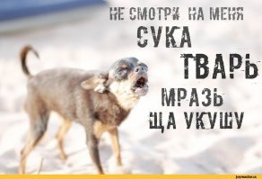Ты , со своим поганым ртом, мне напоминаешь эту шавку.