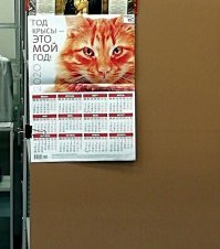 За котиков завсегда  +  ставлю.   Тем более, наступающий 2020 год ....