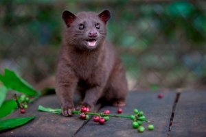 Один из самых дорогих сортов в мире, кофе лувак (или копи лювак, Kopi Luwak) делают из экскрементов очень симпатичного зверька по имени мусанг или пальмовая циветта (paradoxurus hermaphroditus). Этот кофе производится в промышленных масштабах в Индонезии, на Филиппинах, в Южной Индии и во Вьетнаме. Он действительно один из самых дорогих сортов кофе в мире.