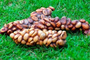 Один из самых дорогих сортов в мире, кофе лувак (или копи лювак, Kopi Luwak) делают из экскрементов очень симпатичного зверька по имени мусанг или пальмовая циветта (paradoxurus hermaphroditus). Этот кофе производится в промышленных масштабах в Индонезии, на Филиппинах, в Южной Индии и во Вьетнаме. Он действительно один из самых дорогих сортов кофе в мире.