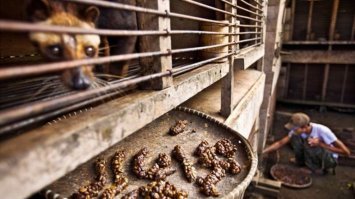 Один из самых дорогих сортов в мире, кофе лувак (или копи лювак, Kopi Luwak) делают из экскрементов очень симпатичного зверька по имени мусанг или пальмовая циветта (paradoxurus hermaphroditus). Этот кофе производится в промышленных масштабах в Индонезии, на Филиппинах, в Южной Индии и во Вьетнаме. Он действительно один из самых дорогих сортов кофе в мире.