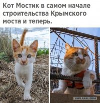 Автомобильно-железнодорожный кот.