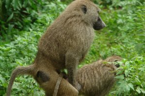 Я прослезился...