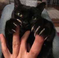 У котеек тоже бывают лапки
Лапки-царапки
