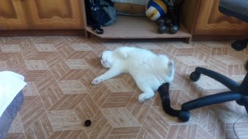 Разжиревшую кошку не впечатлила водная беговая дорожка