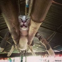 Разжиревшую кошку не впечатлила водная беговая дорожка