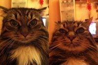 18 смешных котиков, которые всей душой ненавидят делать селфи с хозяевами