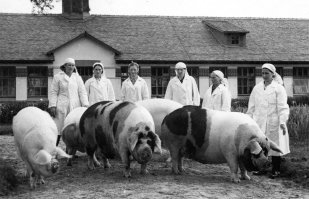 В Китае начали растить свиней размером с белого медведя?