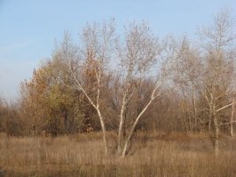 Не знаю где как, а у нас листья уже почти опали!