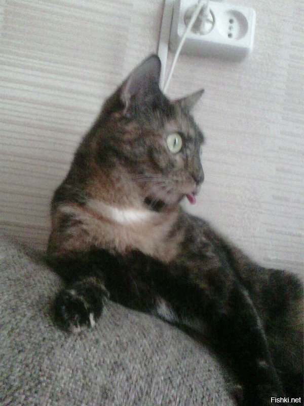 Моя кошка в шоке! )))))))