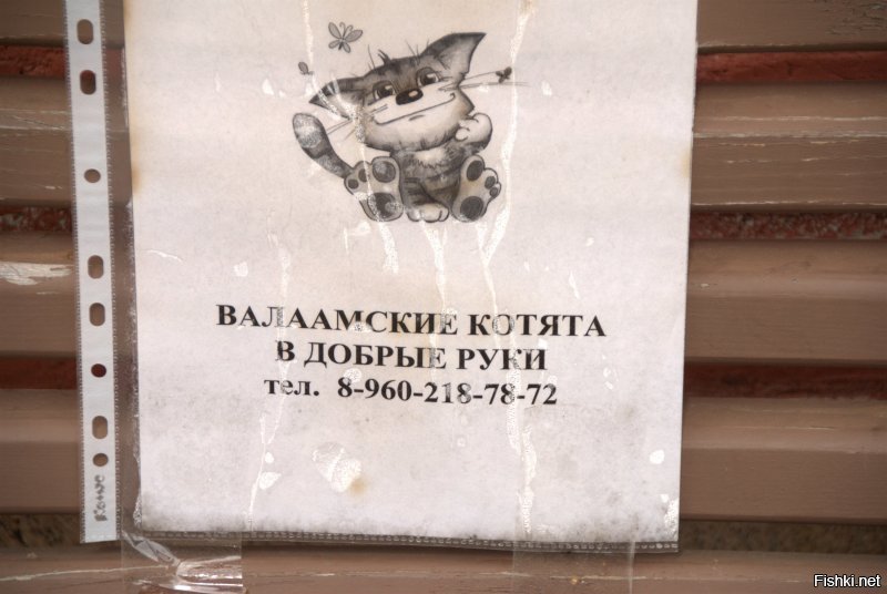 Котики Валаама