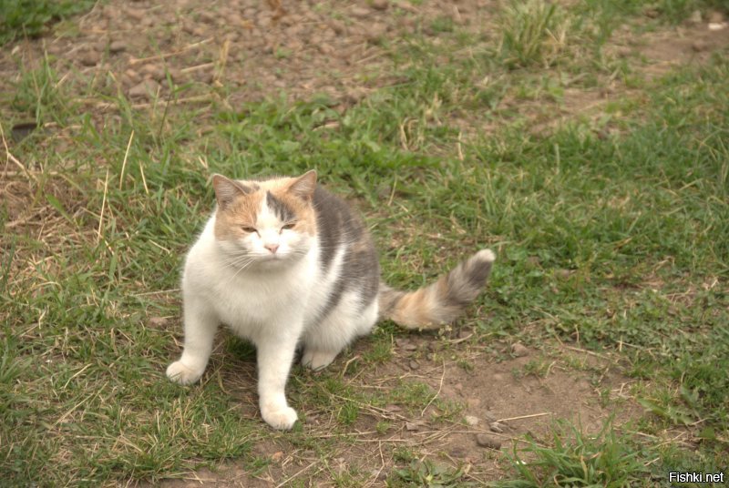 Котики Валаама