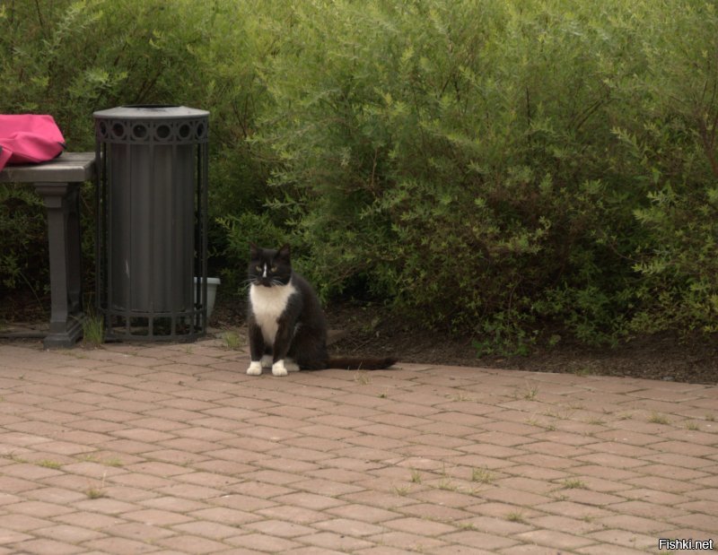 Котики Валаама