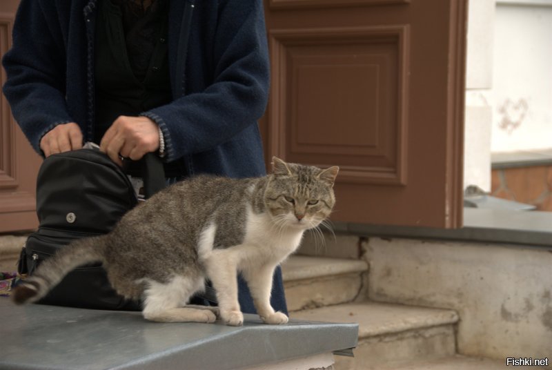 Котики Валаама