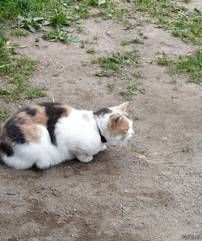 Котики Валаама