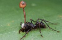 После смерти муравья гриб прорастает сквозь всё его тело, а из головы вырастает красно-коричневое плодовое тело. Умершие муравьи продолжают распространять споры гриба, а тело муравья становится как бы защитным футляром для паразита.