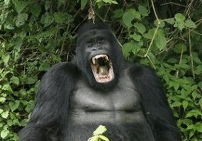 Демотивируй