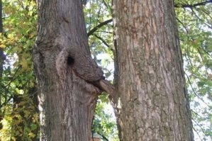 В инстаграмме набирает популярность хештег "Woodporn"